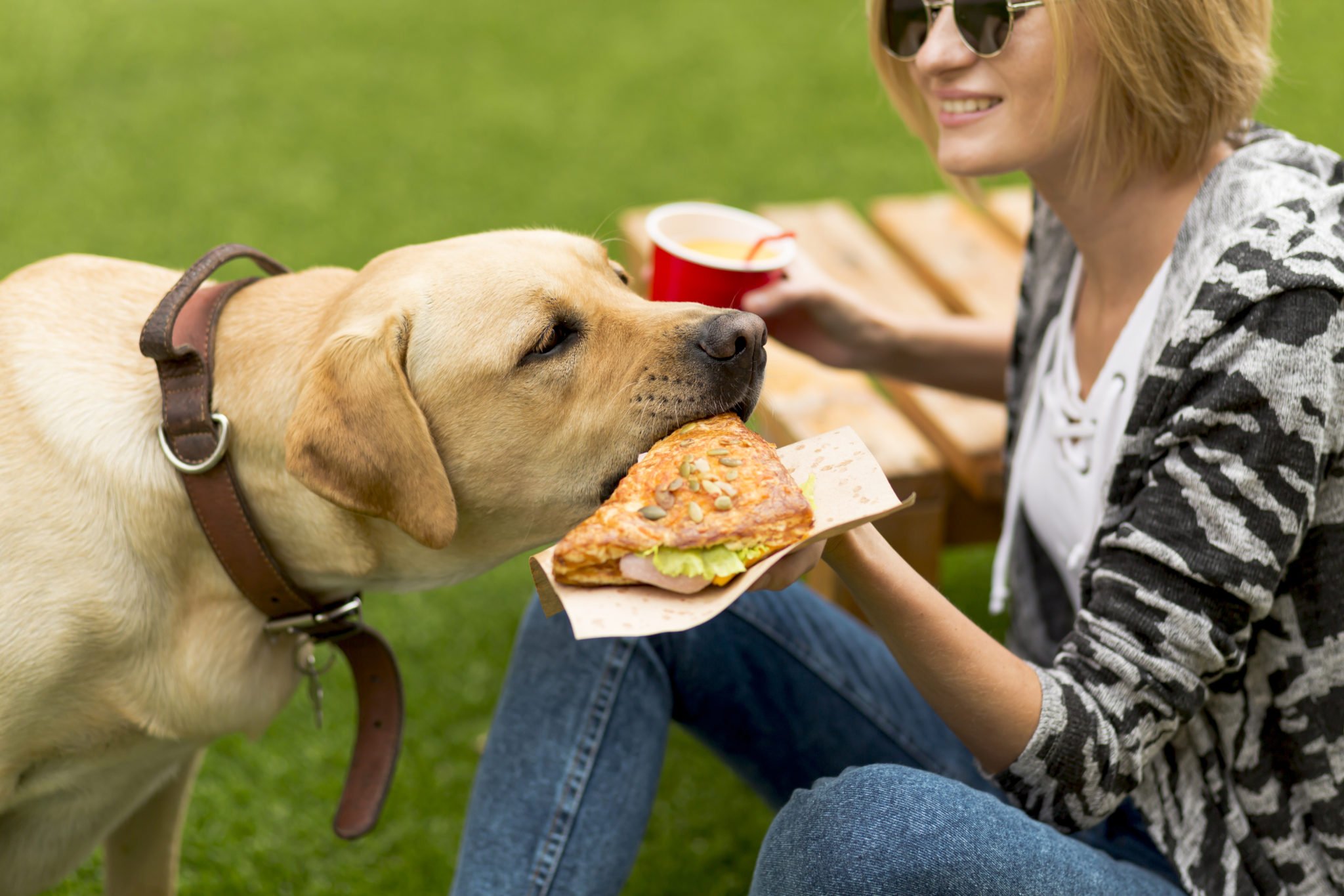 Держи еду. Dog is eating.