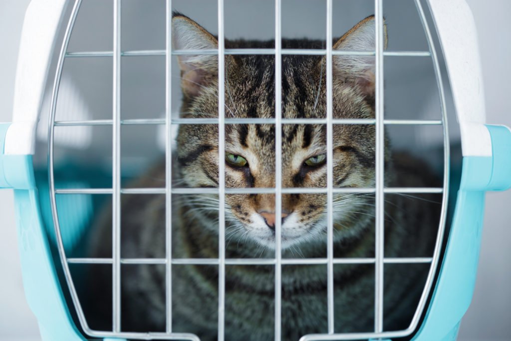 Cat resting in a cat carrier