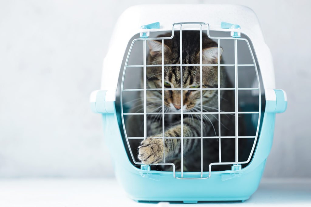 cat in cat carrier