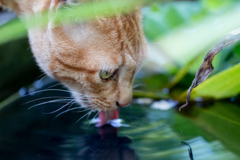 Cat drinking water from pond