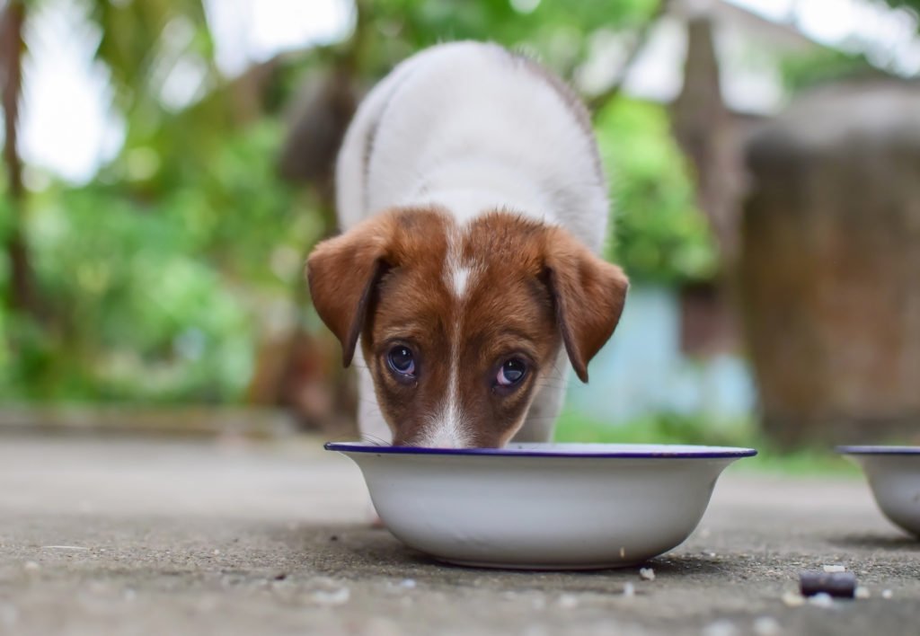 Puppy dog drinking water out of dog water bowl