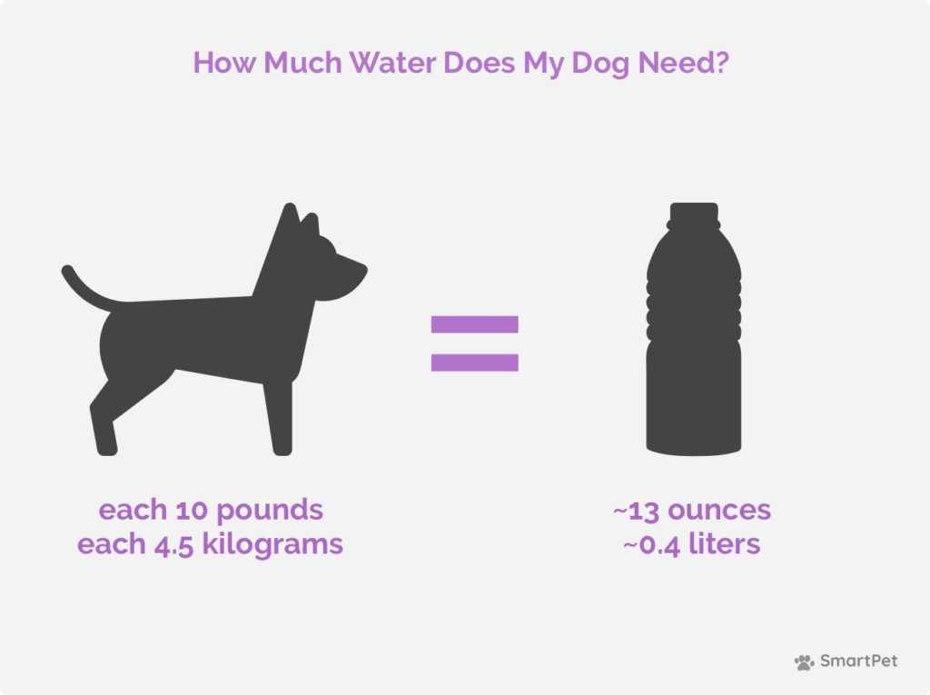 Diagram how much water dog needs
