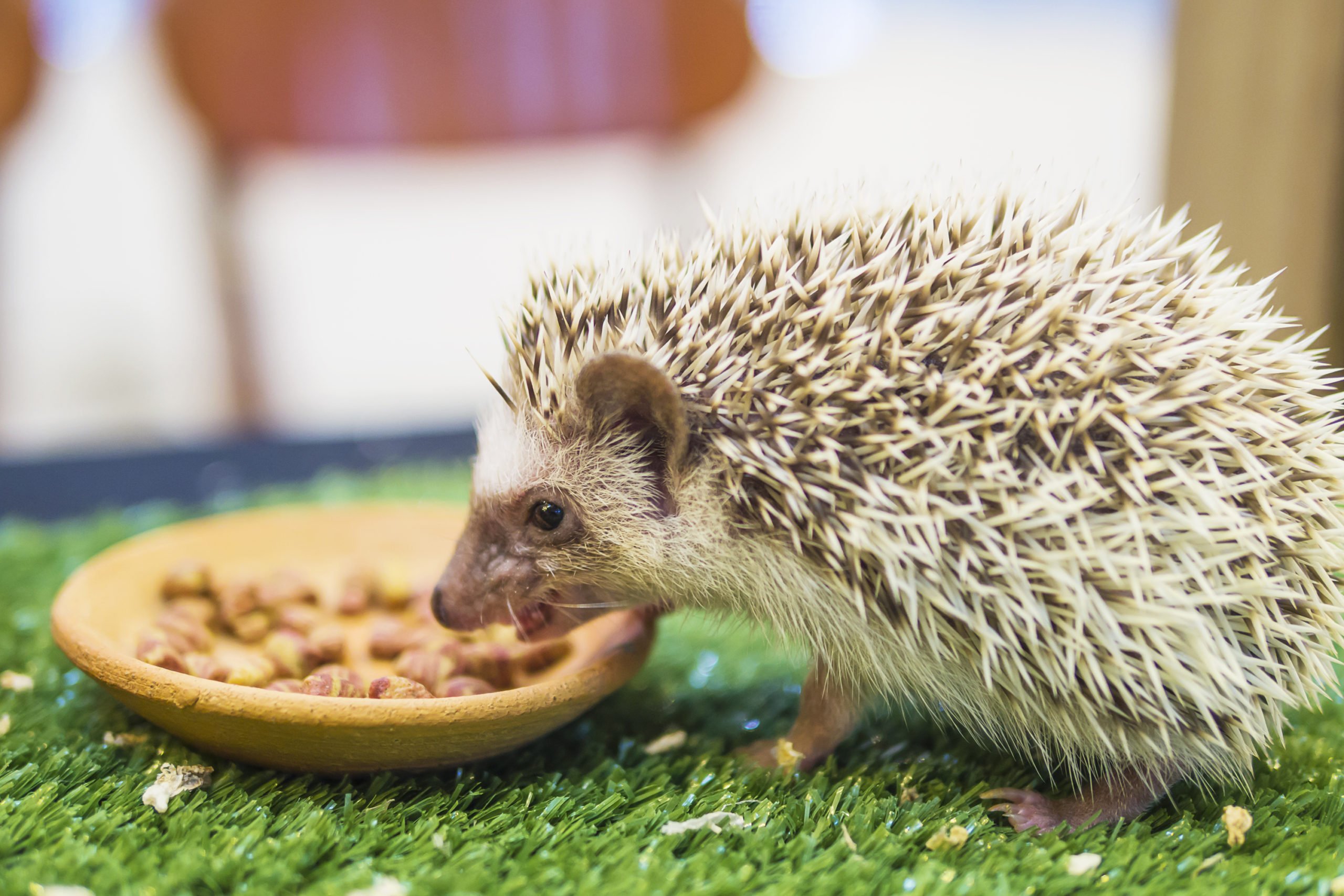 Hedghog Food - Hedgehog Diet (Tips/Advice) - SmartPet