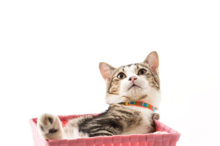 cat in a basket stroller