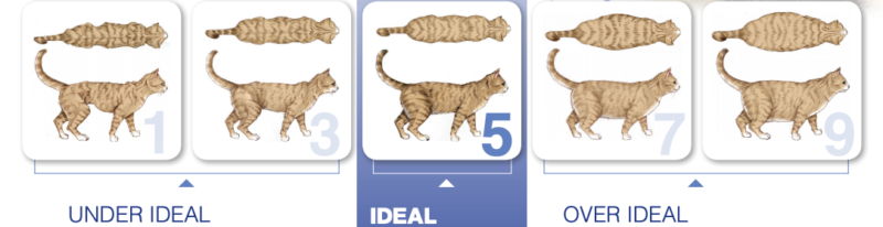 cat-sizing-chart-measures-for-your-cat-smartpet