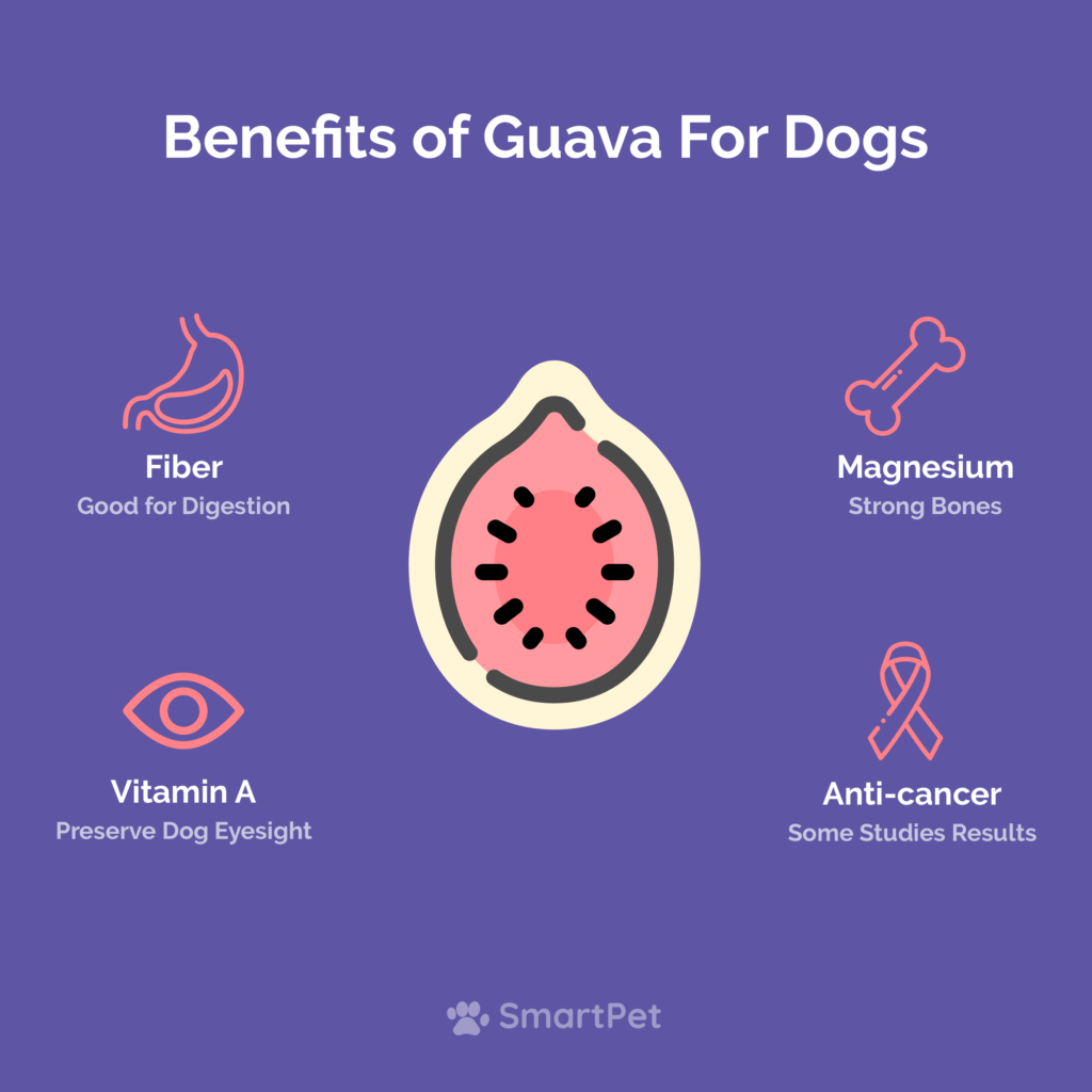 Guava Benefits for Dogs Infographic
