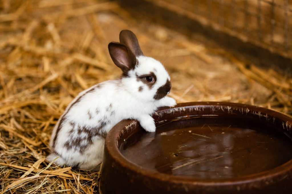 rabbit drinking water