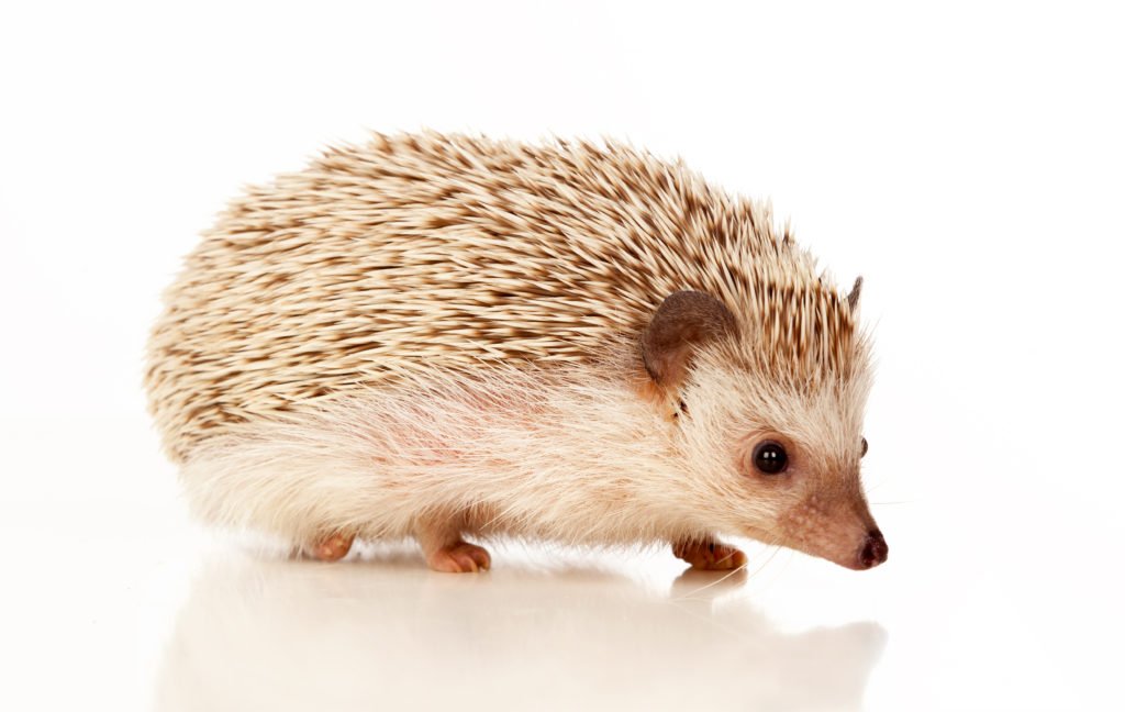 Hedgehog walking in cage