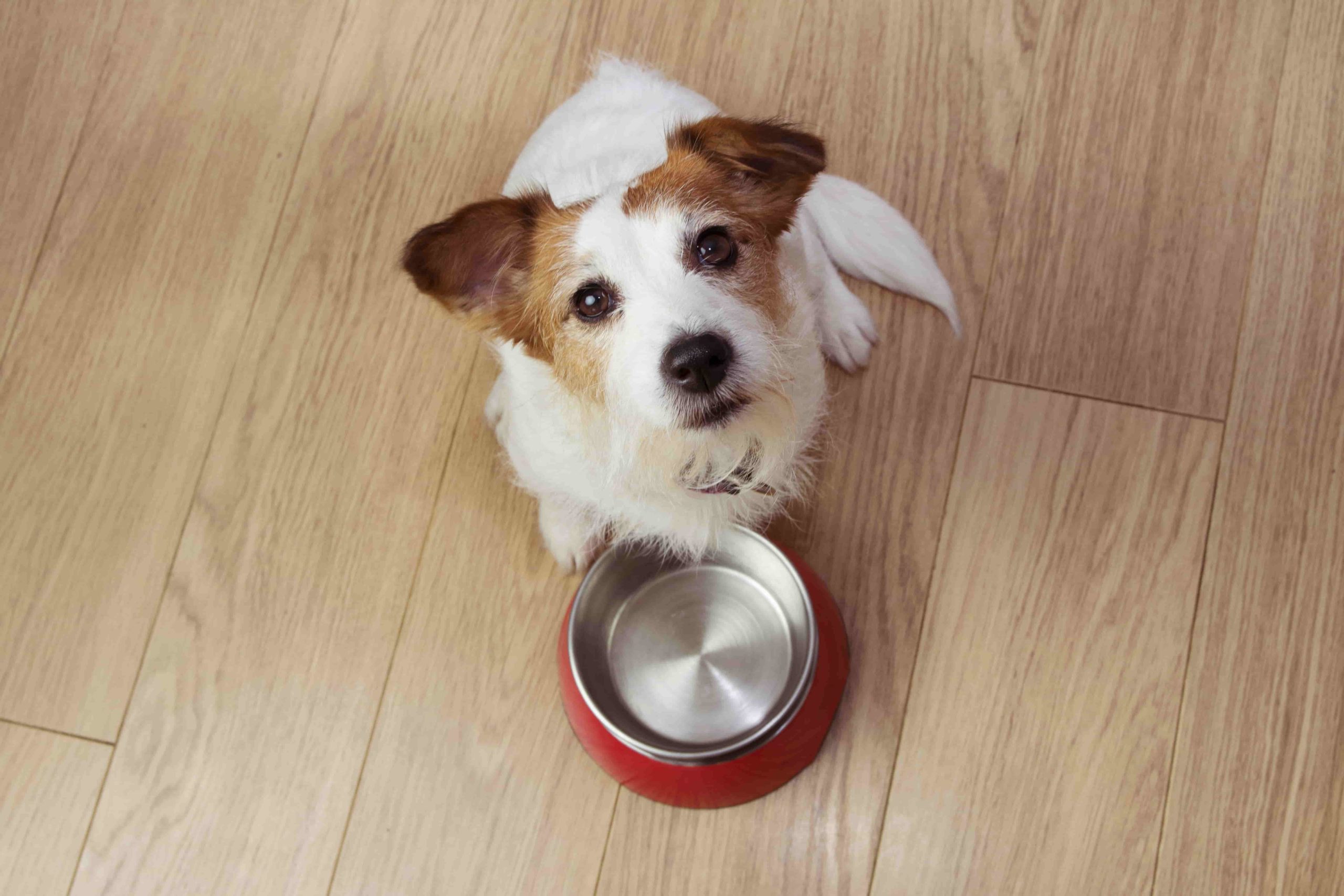 Dog food gluten free