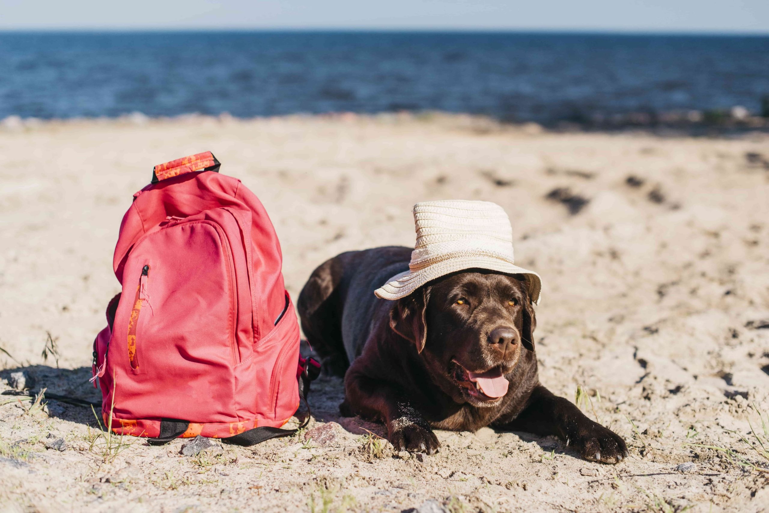 5 Best Dog Travel Bags Buying Guide SmartPet