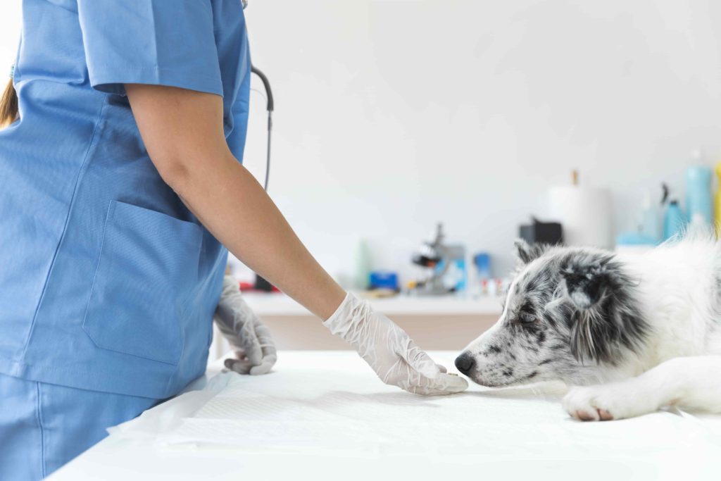 dog visiting the vet