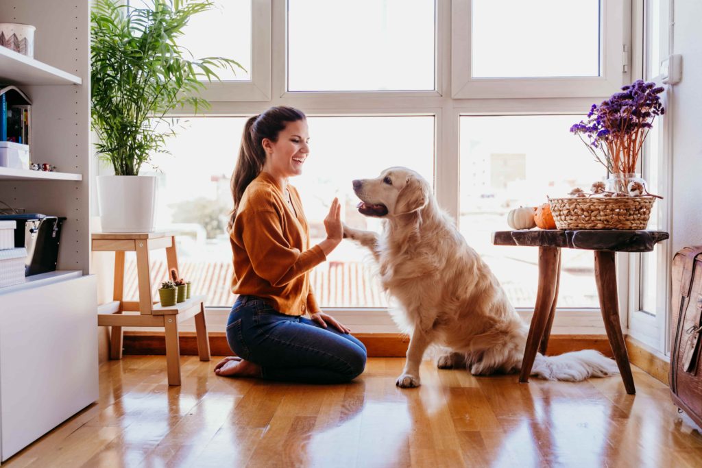 encouraging dog to walking