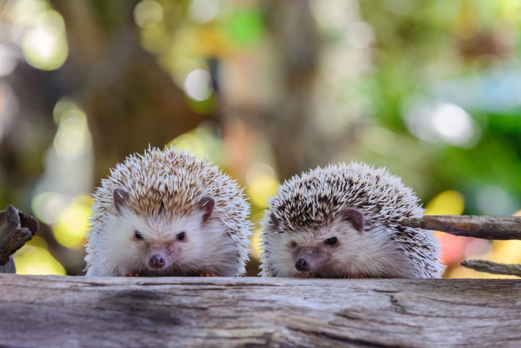 two hedgehogs