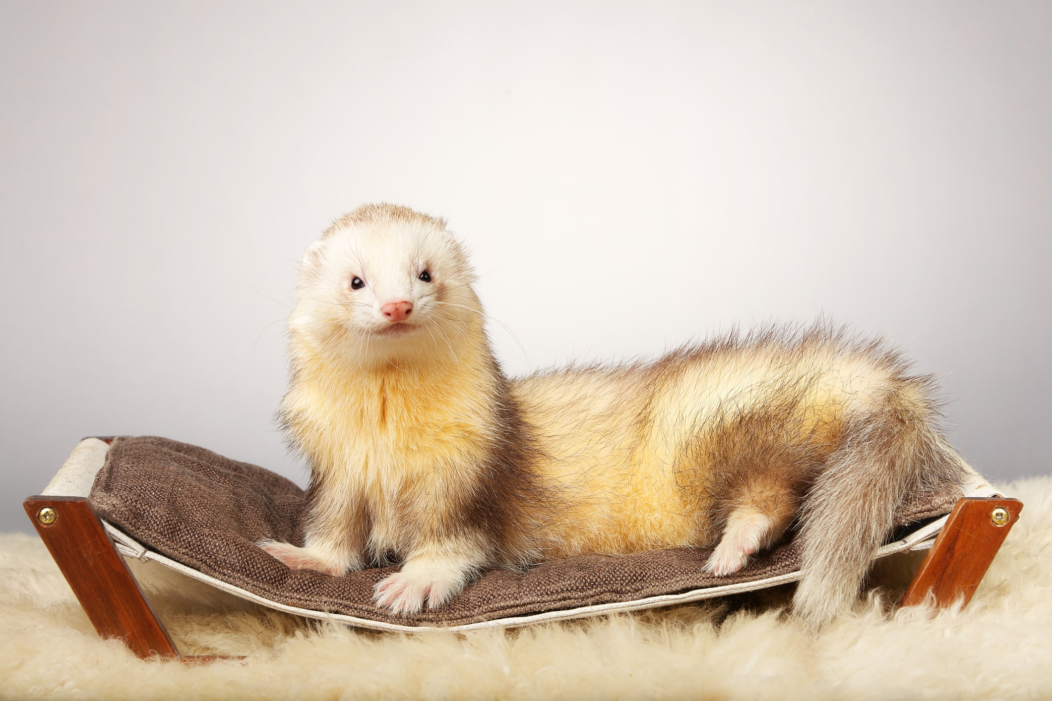100+ Ferret Names - Cute & Funny Names - SmartPet