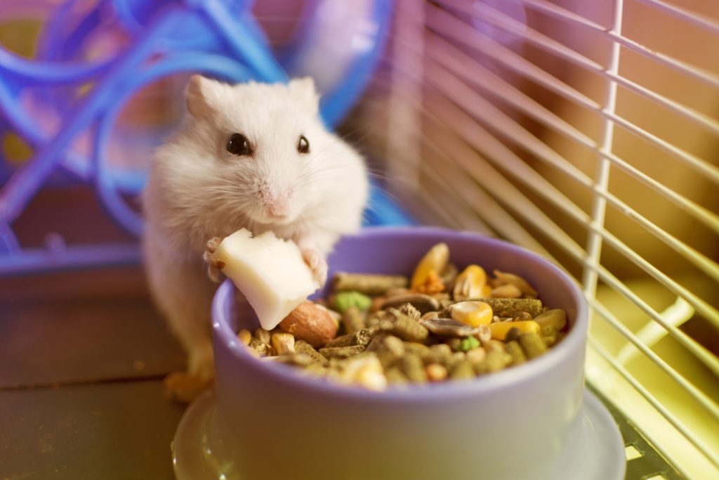 is cheese good for hamsters