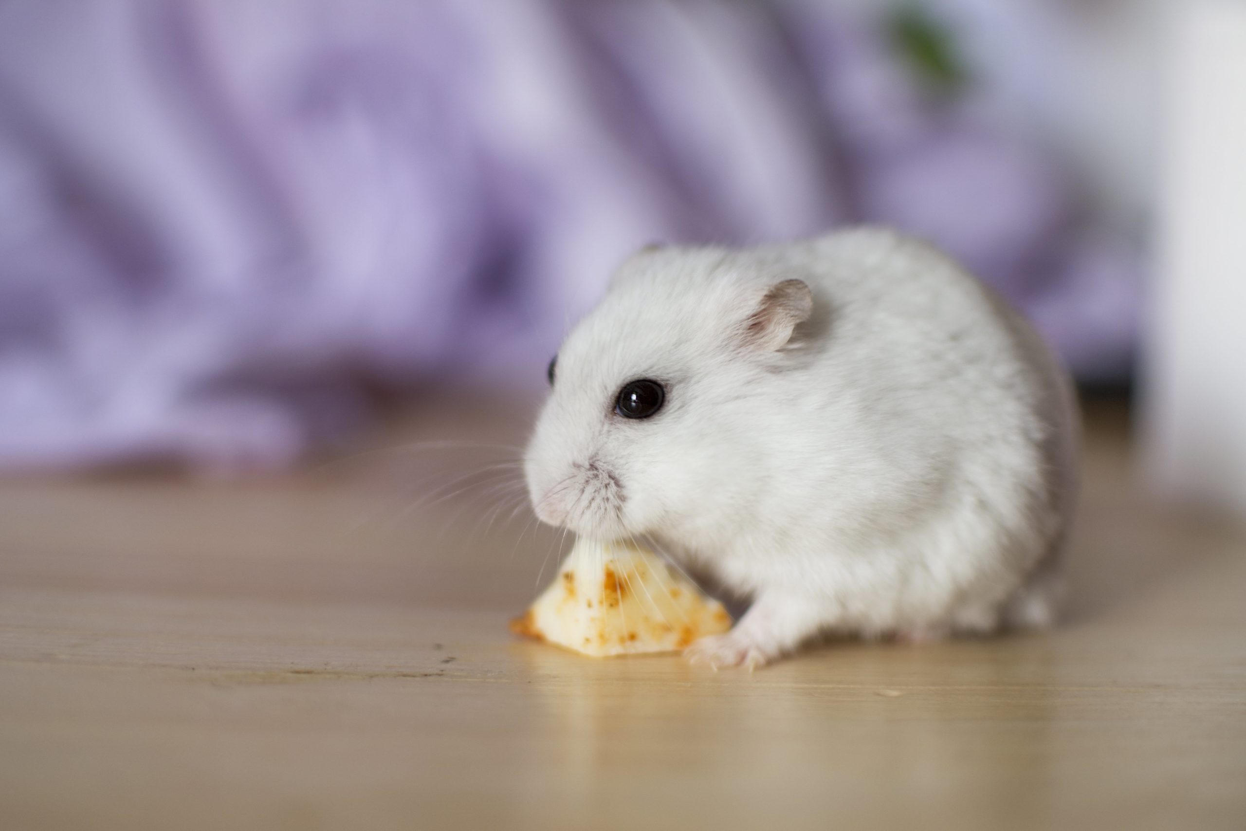 Can hamsters cheese? | Complete Guide | SmartPet
